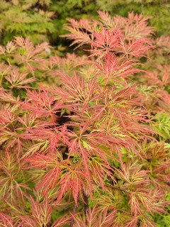 Erable du Japon-Erable palmé - ACER palmatum dissectum 'Orangeola' - Petit arbre