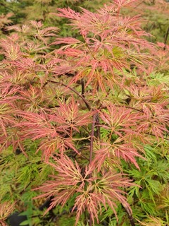 Acer palmatum Orangeola (4)-redimensionne-taille-600x800