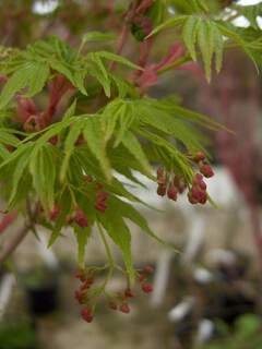 ACER palmatum 'senkaki'