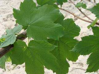 Erable sycomore - ACER pseudoplatanus - Arbre