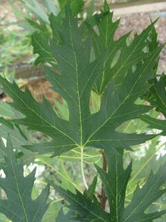 Erable laciné - ACER saccharinum 'Wieri' - Arbre