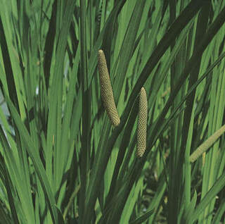 Acorus calamus