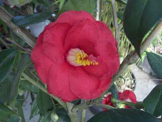 Camélia - CAMELLIA japonica 'Adolphe Audusson' - Terre de bruyère