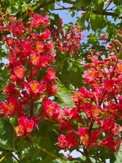 Marronnier rouge de Briot - AESCULUS carnea 'Briotii' - Arbre
