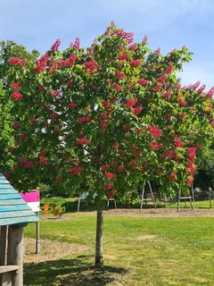 Aesculus carnea Briotii