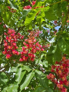 Aesculus carnea Briotii