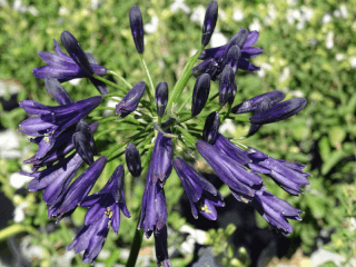 Agapanthe naine - AGAPANTHE x PITCHOUNE® VIOLET 'Mill04' - Vivace