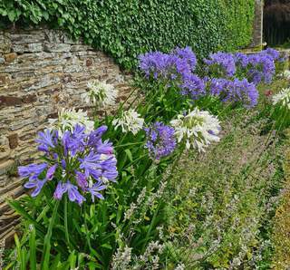 Agapanthus africanus Bleue