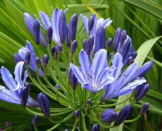 Agapanthus - AGAPANTHE 'Timaru' - Vivace