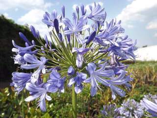 AGAPANTHUS umbellatus bleu at