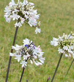 Agapanthus - AGAPANTHE 'Graphite white' - Vivace