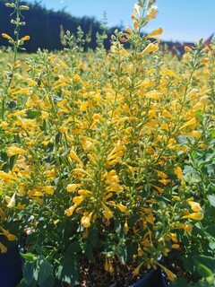 Agastache - AGASTACHE 'Summerlong® Lemon - Vivace