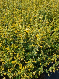 Agastache Summerlong lemon (2)-redimensionne-taille-600x800