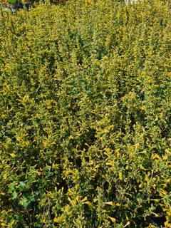 Agastache Summerlong lemon-redimensionne-taille-600x800