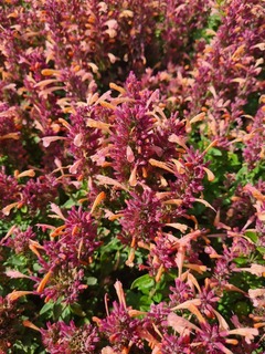 Agastache - AGASTACHE 'Summerlong® Peach' - Vivace