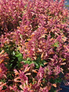 Agastache Summerlong peach (3)-redimensionne-taille-600x800