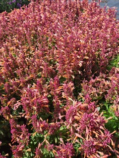 Agastache Summerlong peach-redimensionne-taille-600x800