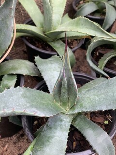 Agave de Parry - AGAVE Parryi' - Arbuste