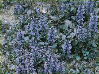 Ajuga-reptans