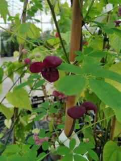 Liane chocolat - AKEBIA quinata - Plante grimpante