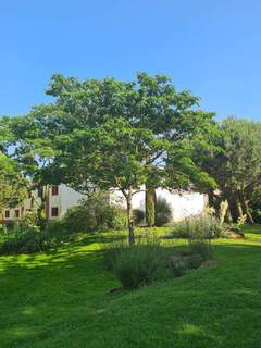 Albizia julibrissin Ombrella