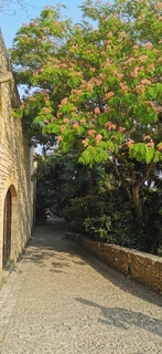 Albizia Ombrella