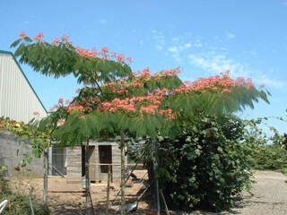 ALBIZIA julibrissin OMBRELLA 'Boubri'