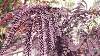 Arbre de soie - ALBIZIA julibrissin 'Summer Chocolate' - Arbre