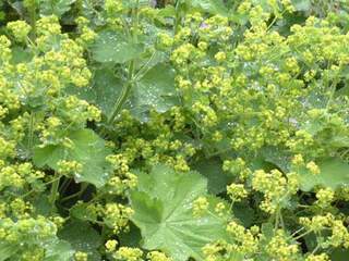 Manteau de Notre Dame - ALCHEMILLA mollis - Vivace