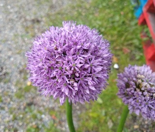 Ail d'ornement - ALLIUM 'Gladiator' - Bulbe