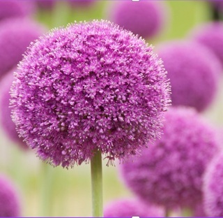 Ail d'ornement - ALLIUM 'Globemaster' - Bulbe