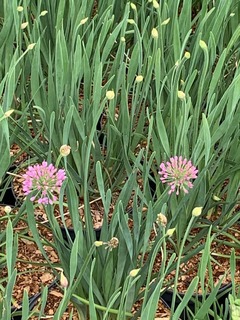 Ail d'ornement - ALLIUM lavender bubbles - Vivace