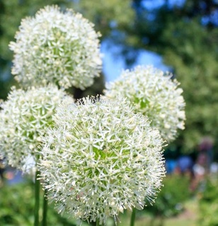 Ail d'ornement - ALLIUM 'Mount Everest' - Bulbe