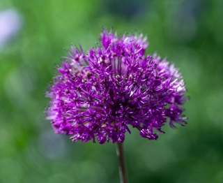 Ail d'ornement - ALLIUM 'Purple sensation' - Bulbe