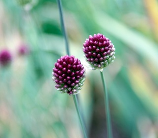 Ail d'ornement - ALLIUM 'Sphaerocephalon' bulbe -lot de 10- - Bulbe