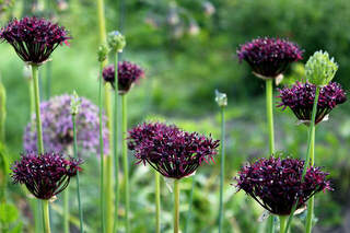 ALLIUM atropupureum @