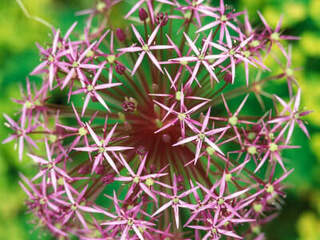 Allium Christophii