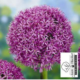 Allium Globemaster