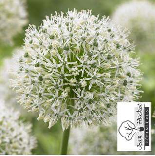 Ail d'ornement - ALLIUM 'Mount Everest' bulbe - Bulbe