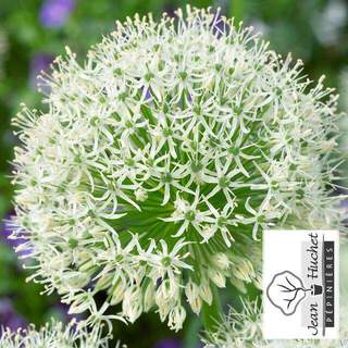 Allium White Giant