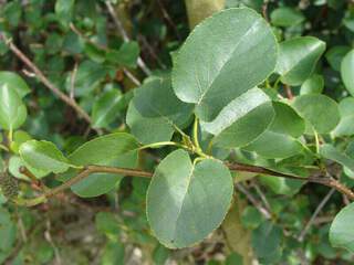 Aulne de Corse - ALNUS cordata - Arbre