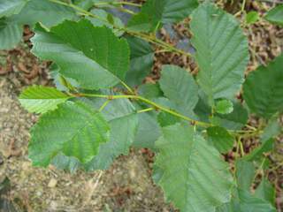 Aulne Glutineux - ALNUS glutinosa - Arbre