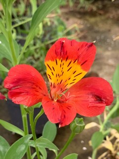 Lys des Incas - ALSTROEMERIA 'Brissac' - Vivace