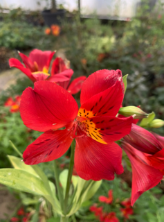 Lys des Incas - ALSTROEMERIA 'Garden summer' - Vivace