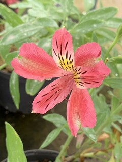 Lys des Incas - ALSTROEMERIA 'Isabelle' - Vivace