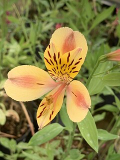 Lys des Incas - ALSTROEMERIA 'Layon' - Vivace