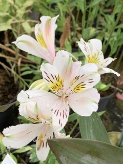 Lys des Incas - ALSTROEMERIA 'Venus' - Vivace