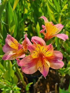 Lys des Incas - ALSTROEMERIA 'Aubance' - Vivace