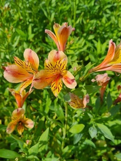 Lys des Incas - ALSTROEMERIA 'Layon' - Vivace