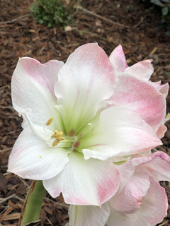 Amaryllis - AMARYLLIS 'Apple Blossom' - Bulbe